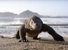 Nine secures rights to show BBC's Planet Earth II